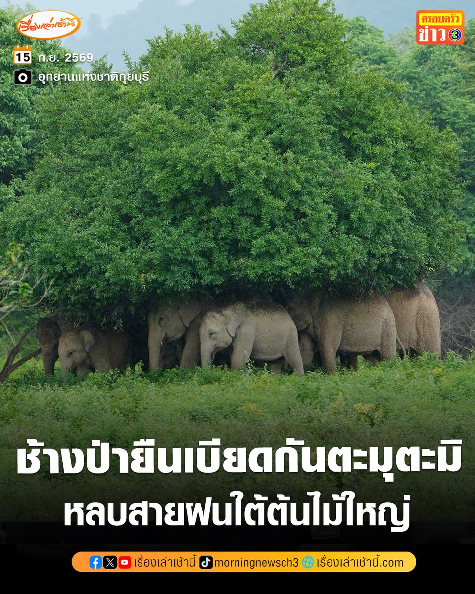 MorningNewsTV3's tweet photo. เพจอุทยานแห่งชาติกุยบุรี โพสต์ภาพสุดน่ารักของฝูงช้างป่า หลบฝนใต้ต้นไม้ใหญ่ โดยระบุว่า "ฝนตกแล้ว...ก็ขอหลบฝนสักหน่อยแล้วกัน

ภาพน่ารัก ๆ ของฝูงช้างป่ากุยบุรี พากันหลบสายฝนใต้ร่มไม้ใหญ่ ท่ามกลางผืนป่าสีเขียวหลังฝนตก ธรรมชาติในวันฝนพรำ ก็มีมุมอบอุ่นให้เราได้ยิ้มตามเสมอ ความสุขของสัตว์ป่า คือกำไรของธรรมชาติ"

#เรื่องเล่าเช้านี้ #ครอบครัวข่าว3 #ข่าวโซเชียล
