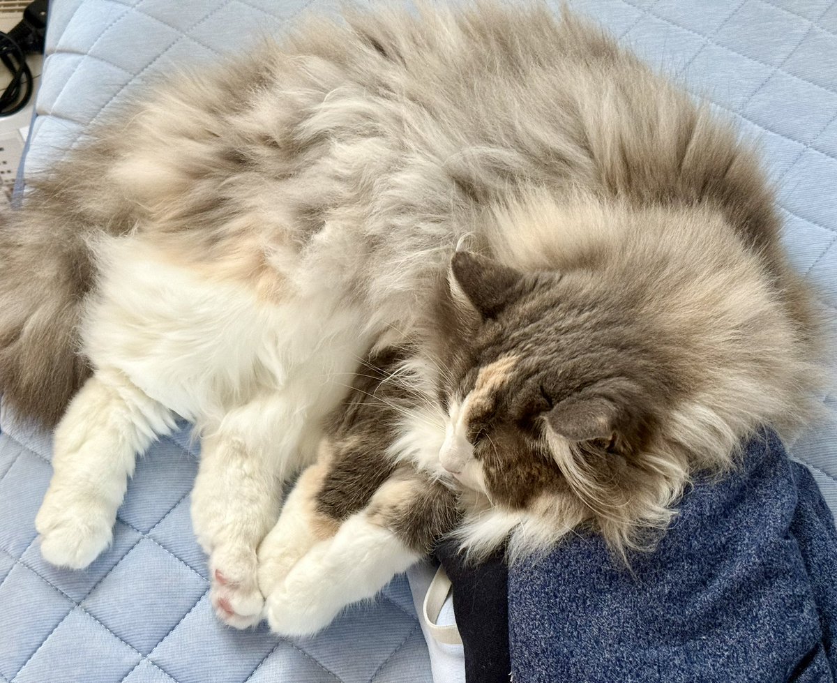 777moonmin's tweet photo. 畳んだものを枕にしがち https://t.co/9HQRYz9ePp