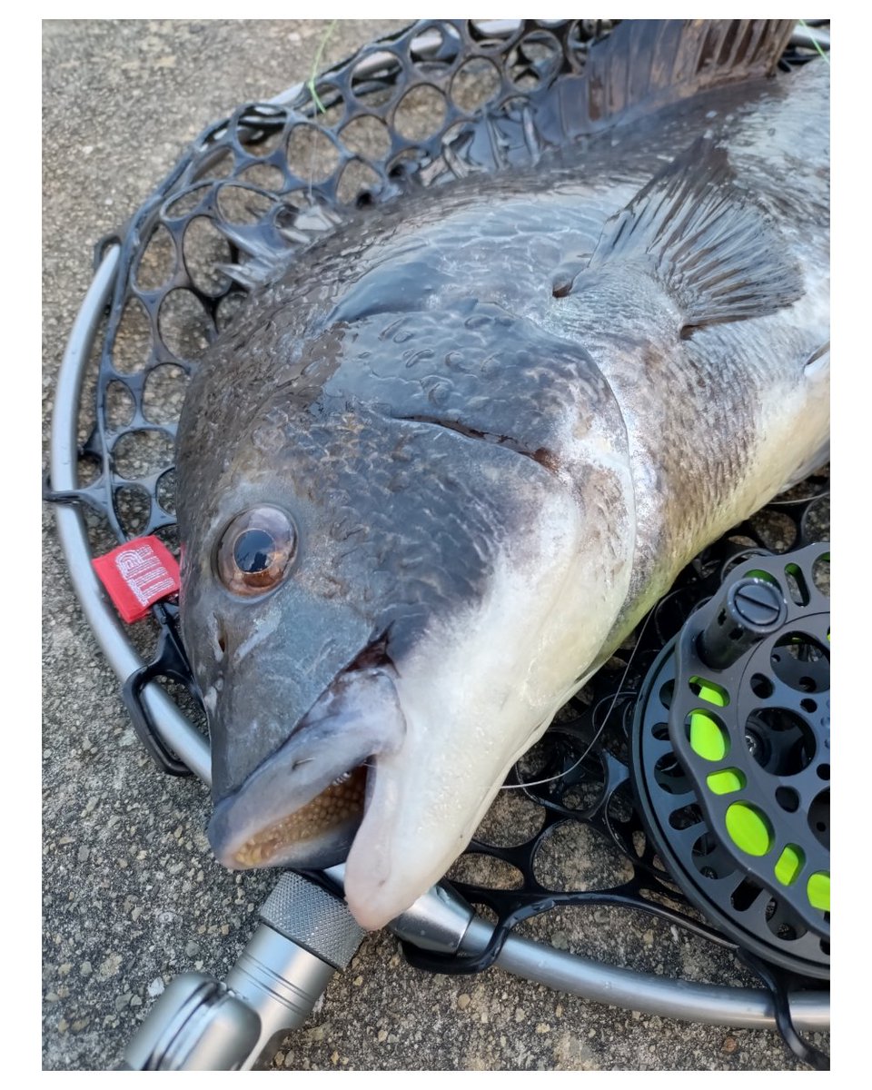 TTR_office's tweet photo. 【再販のご案内】

TEAM TSURIO RAINBOW®
シリコーンラバー製たも網
グロッシーブラック／50cm

品切れとなっておりました上記商品を再入荷し、販売を再開いたしました。

お待ちいただいた皆様、ありがとうございました。

ご購入はコチラ
https://t.co/2TXuTr6rxJ

#TTR #たも網 #ランディングネット https://t.co/RKj6NuTSyA