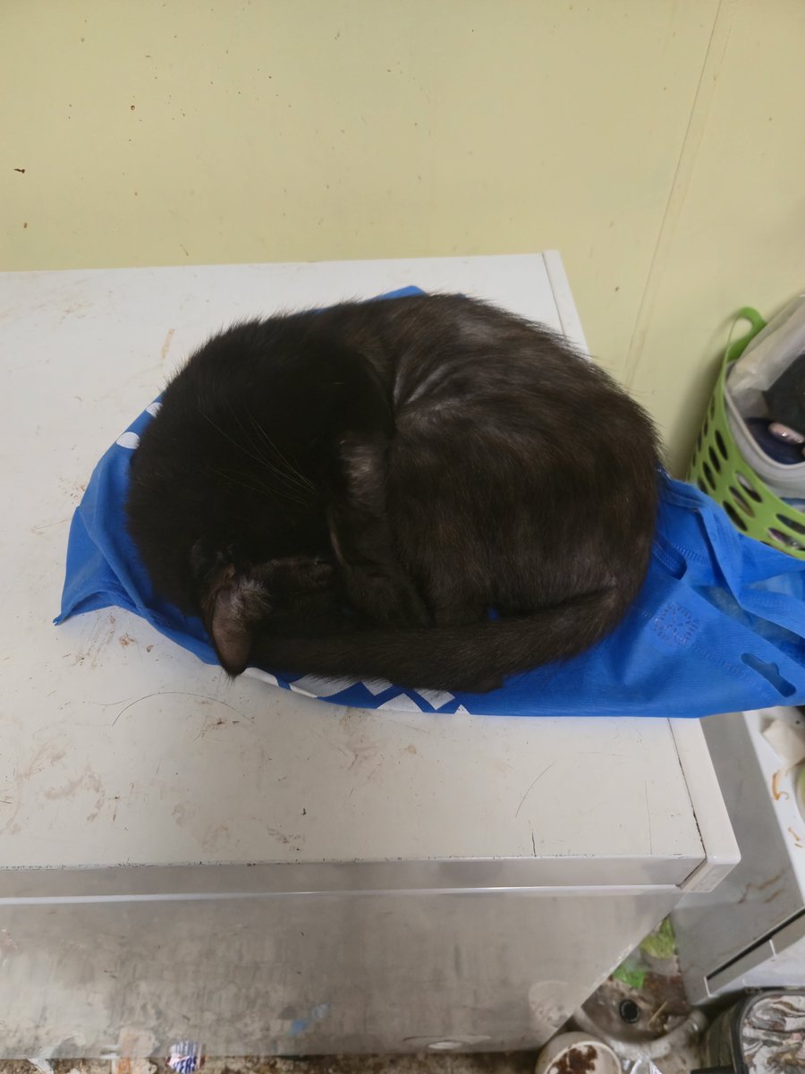 ChaoticRatzz's tweet photo. @Zarla_S I'm so sorry for your loss 
I also didn't get to hold my boy Carter in the end but now they can nap and play together https://t.co/vb4RprdVbz
