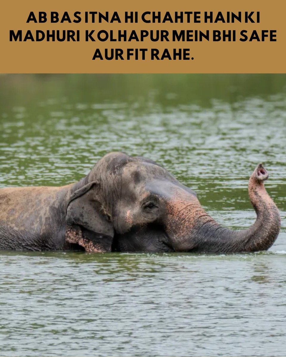 MindOn_Mute's tweet photo. Madhuri’s story shows how continued support can help maintain focus on wellbeing. ❤️🐘 https://t.co/Y1Ifmx84bP
