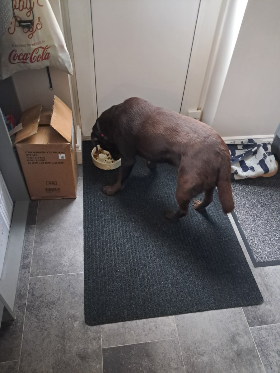Ted_Choc_Lab's tweet photo. If eating was an Olympic sport............ https://t.co/qwjoOzQscj