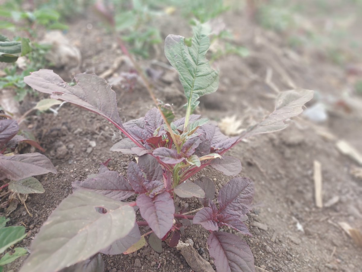 JoelOptimist1's tweet photo. Young #amaranth can face strong competition from weeds. Timely weeding helps the crop establish quickly and use available resources efficiently. #YouthInAg https://t.co/BbE0szmjc2