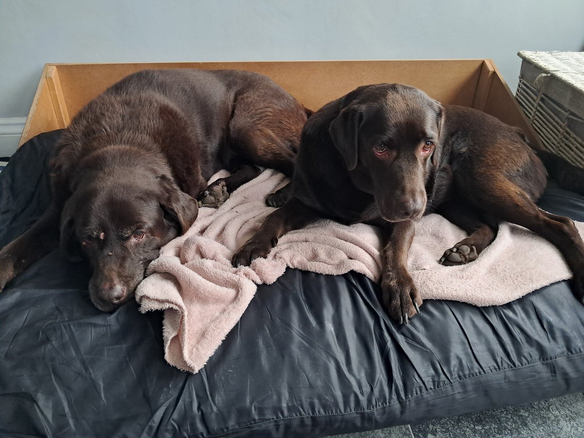Ted_Choc_Lab's tweet photo. What would we do without them...... https://t.co/VWL3yiUjTf