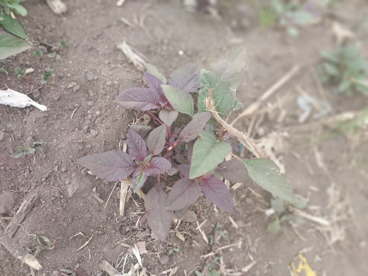 JoelOptimist1's tweet photo. #Amaranth Farming (Amaranthus spp.) is a fast-growing vegetable with strong nutritional and commercial potential. It can be a smart crop for farmers working with limited land. #YouthInAg https://t.co/duNLOodd2X
