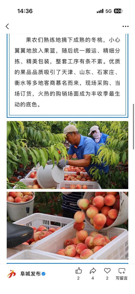 FCrmtzx's tweet photo. 阜城县崔家庙镇：千亩冬桃喜获丰收 果香致富助振兴 https://t.co/uNwcgjEBGl