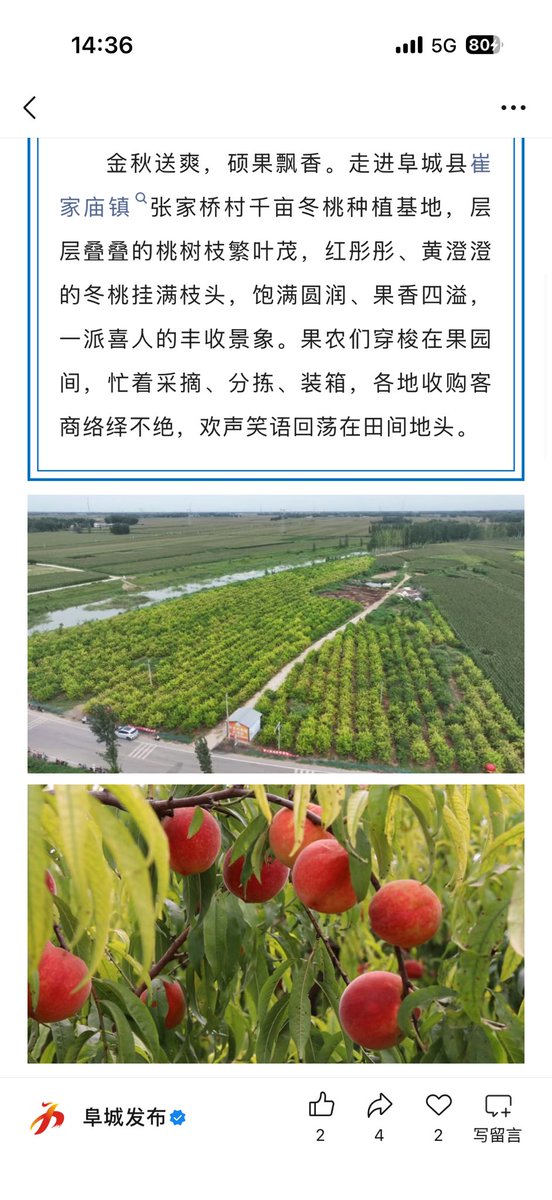 FCrmtzx's tweet photo. 阜城县崔家庙镇：千亩冬桃喜获丰收 果香致富助振兴 https://t.co/uNwcgjEBGl