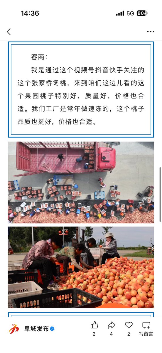 FCrmtzx's tweet photo. 阜城县崔家庙镇：千亩冬桃喜获丰收 果香致富助振兴 https://t.co/uNwcgjEBGl