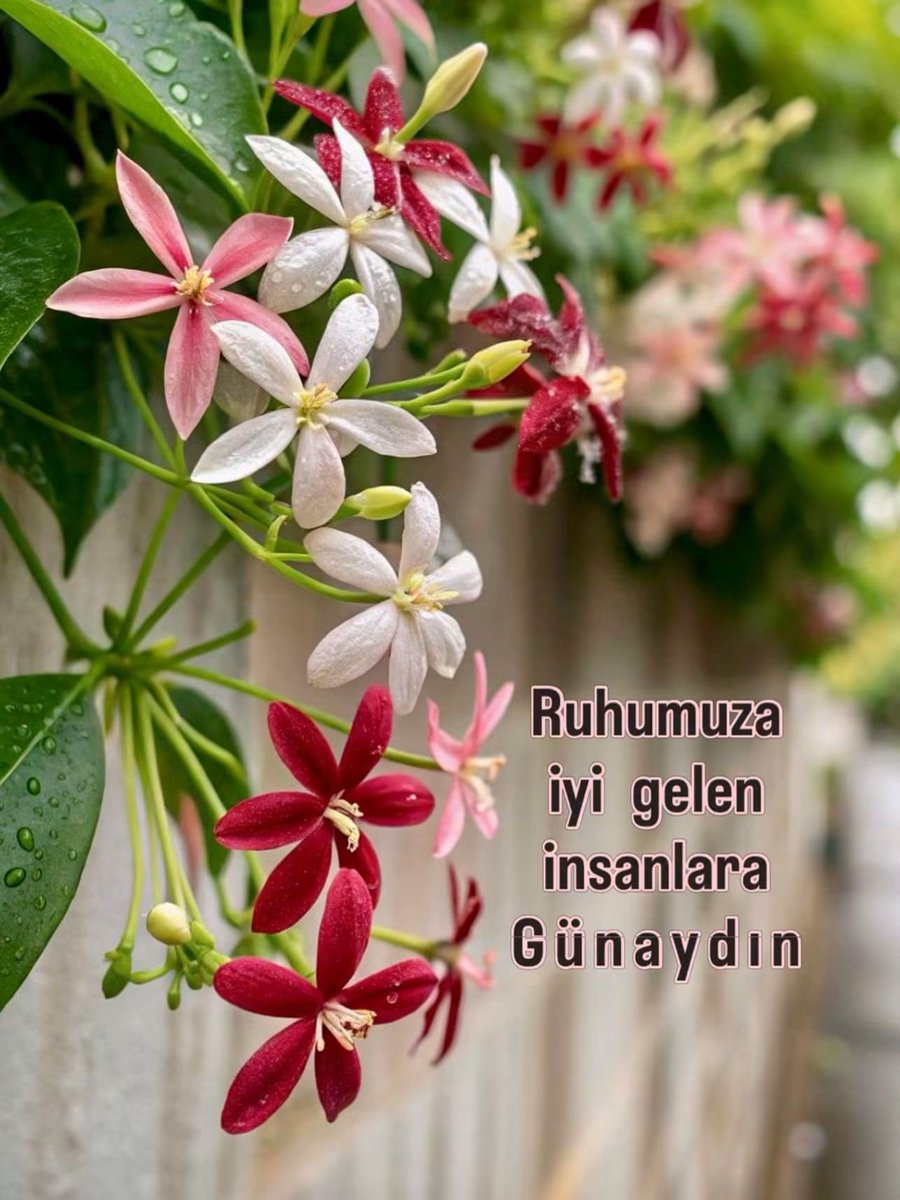 rasit_guraslan's tweet photo. Gününüz bu narin yaseminler kadar zarif, üzerlerindeki damlalar kadar saf ve berrak geçsin. Hayatın koşturmacası içinde ruhunuzu dinlendirecek küçük molalarınız bol olsun. Günaydın, her şey gönlünüzce olsun.. 🌞

#Mutlu #sabahlar  🌸🌼🌸 https://t.co/SKB9jlNKhg