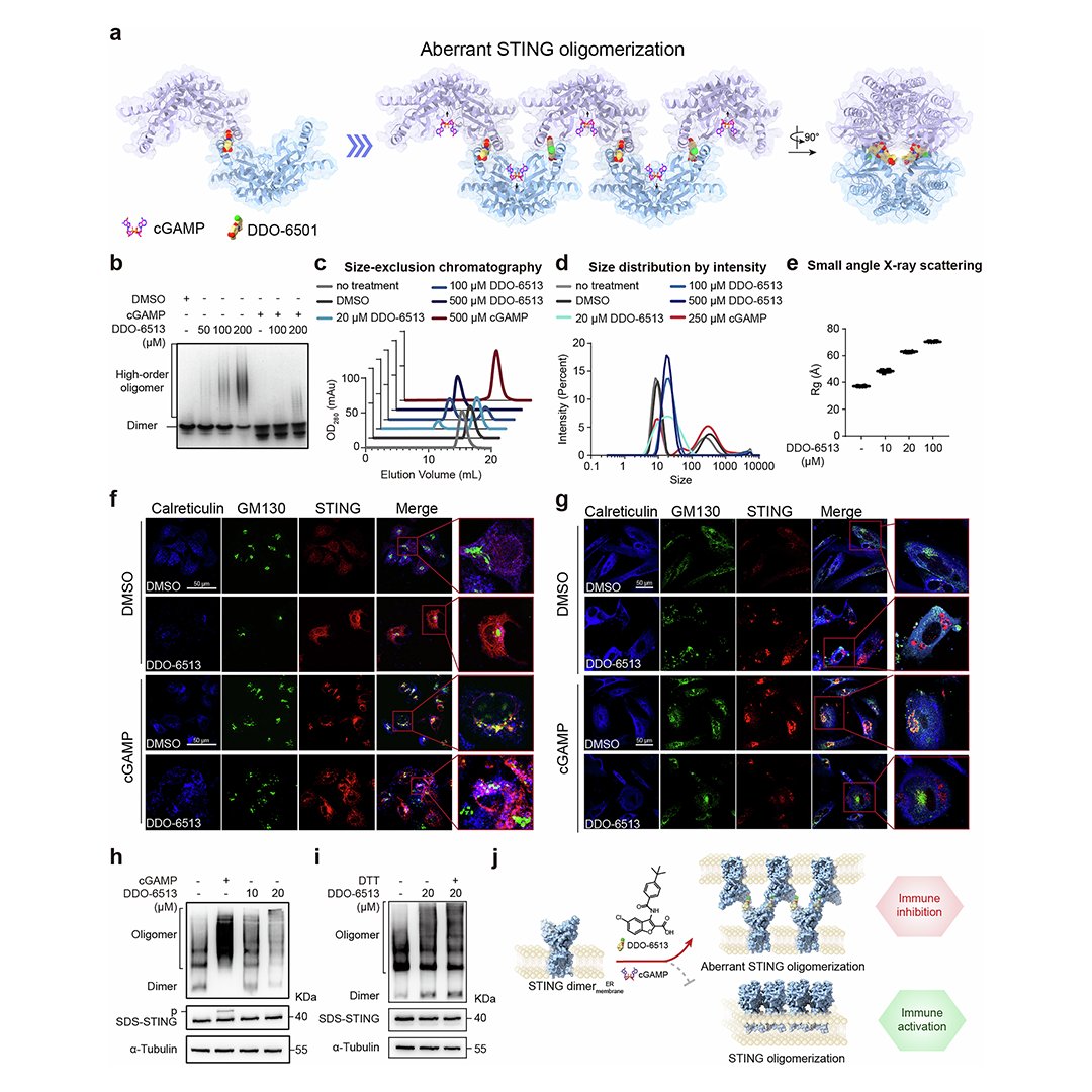 sigtrans_sttt's tweet photo. Benzofuran-based #MolecularGlues induce aberrant head-to-head STING oligomerization, disrupting canonical signaling and suppressing interferon and inflammatory responses, revealing a therapeutic strategy for STING-driven #Autoinflammatory diseases. @NJU1902

#STTT #OpenAccess: https://t.co/VUQApufWtC