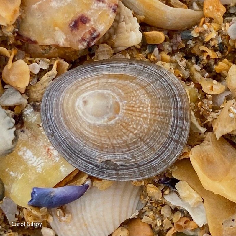 BioDataCentre's tweet photo. Top 100 Explore Your Shore! species - #47 - Blue-rayed Limpet / Bairneach Mín / Patella pellucida is found growing on kelp fronds or burrowed into kelp holdfasts. Often cast ashore on beaches. Shore: Rocky. Distribution: all coasts. https://t.co/EzqR6g7swJ https://t.co/dcE9r242IM