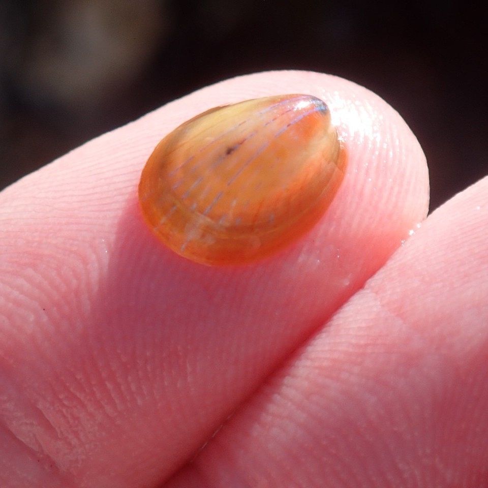 BioDataCentre's tweet photo. Top 100 Explore Your Shore! species - #47 - Blue-rayed Limpet / Bairneach Mín / Patella pellucida is found growing on kelp fronds or burrowed into kelp holdfasts. Often cast ashore on beaches. Shore: Rocky. Distribution: all coasts. https://t.co/EzqR6g7swJ https://t.co/dcE9r242IM