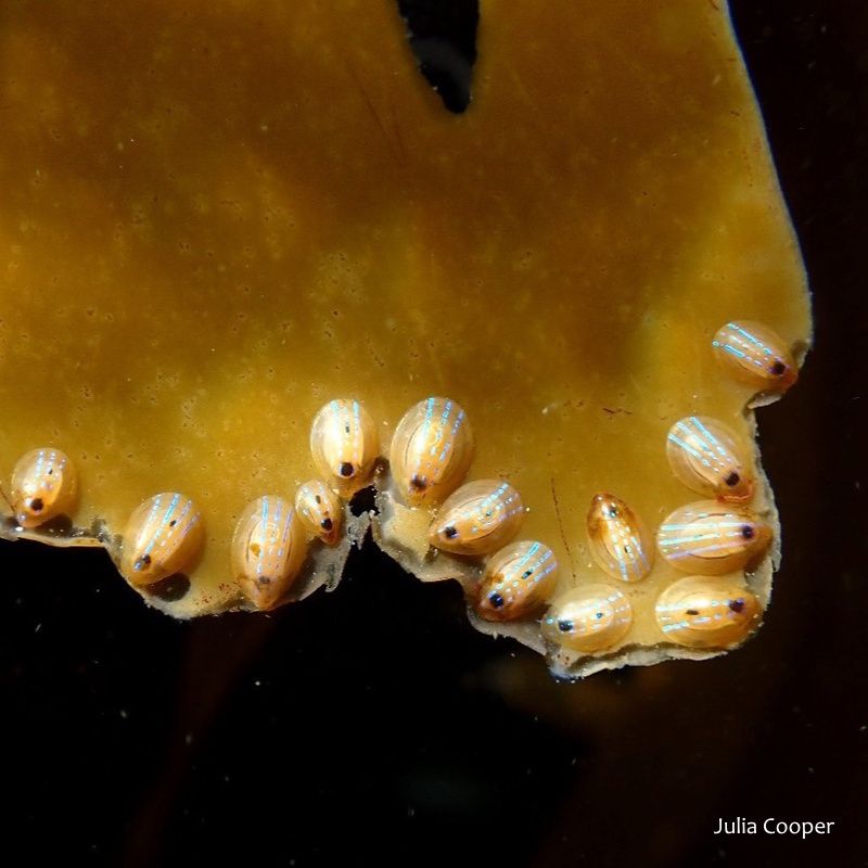 BioDataCentre's tweet photo. Top 100 Explore Your Shore! species - #47 - Blue-rayed Limpet / Bairneach Mín / Patella pellucida is found growing on kelp fronds or burrowed into kelp holdfasts. Often cast ashore on beaches. Shore: Rocky. Distribution: all coasts. https://t.co/EzqR6g7swJ https://t.co/dcE9r242IM