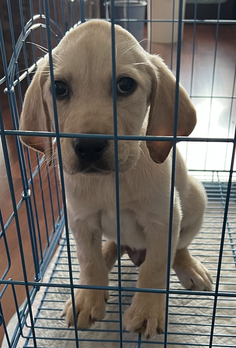 doviy279910's tweet photo. [Our rescue puppy grew from a tiny paws bundle to a full of mischief fur ball in just 3 months—every wag is pure joy]， https://t.co/FKTeiBeCDt