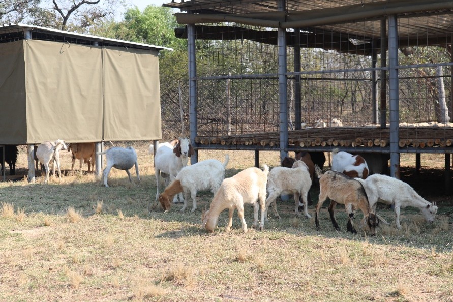 WorldVisionZim's tweet photo. Nswazi youth are creating opportunities and inspiring change in their community. 

Through @WorldVision’s Biblical Empowered Worldview training, they have launched thriving income-generating projects, including goat farming, fish farming and crop production. https://t.co/YaSHQb3dqK