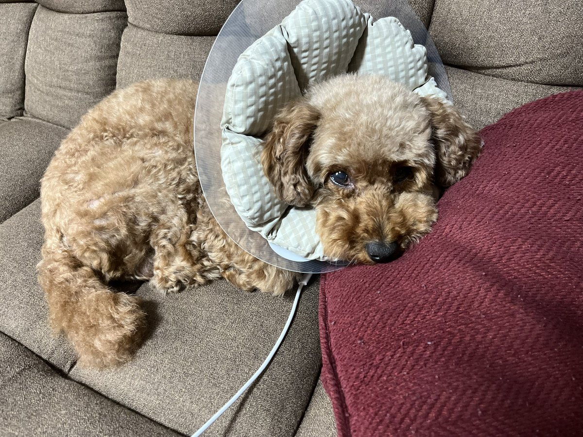 ryokanmanryou's tweet photo. バッテリー充電中の犬型ロボットです。 https://t.co/2wPWeOP6nz