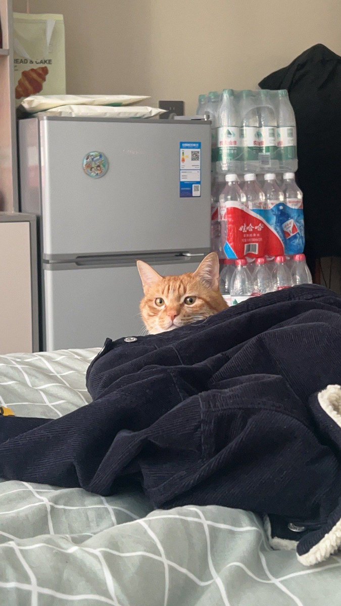 lottx035009's tweet photo. Nothing beats a quiet evening in with your favorite furball—snuggles, purrs, and zero chaos needed , https://t.co/h4T5ckMqen