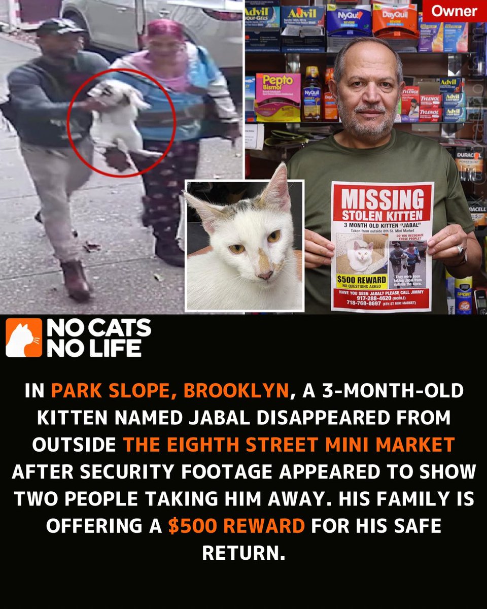 NoCatsNoLife_m's tweet photo. 🇺🇸 A 3-month-old bodega kitten named Jabal is still missing after being taken from outside the Eighth Street Mini Market in Park Slope, Brooklyn.

On the morning of September 10, 2026, Jabal briefly wandered outside while store owner Imad Innab was opening the shop. Security footage from around 7:18 a.m. shows a man and a woman approaching the kitten, picking him up and walking away with him. 

Jabal was the store’s new cat after the family’s longtime bodega cat, Victoria, died after 17 years. According to the family, Jabal was wearing a collar and was scheduled to be microchipped soon. He had already become well known and loved by regular customers. 

A neighborhood resident later reportedly encountered the pair in Prospect Park and asked them to return Jabal, but they left with the kitten. The family and local community have since distributed missing posters and continued searching for him. 

Jabal’s family is offering a $500 reward, no questions asked, for his safe return. As of the latest reports, Jabal has not yet been returned and the search continues. 

Well, if it were me, I wouldn’t take the $500. I’d rather they use it to get the mental health care they clearly need.