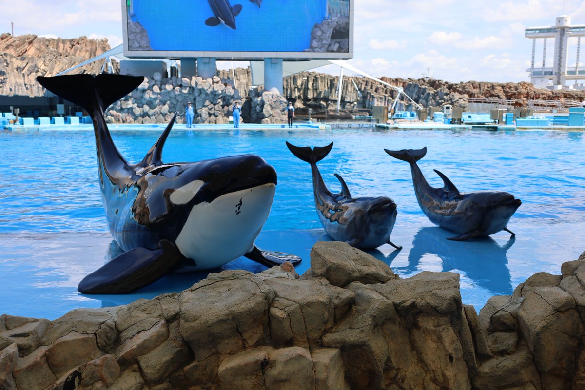 orca5558's tweet photo. 名前　逆叉 おるか
最推しはアースとリン。シャチオタク男子。カービィやゴジラ、ミリタリーとかも好き。水族館で撮影するのが趣味。お気に入りは名古屋港水族館。撮影は一眼ミラーレスを使っています。無断転載NGです。 https://t.co/uklROOFz7r