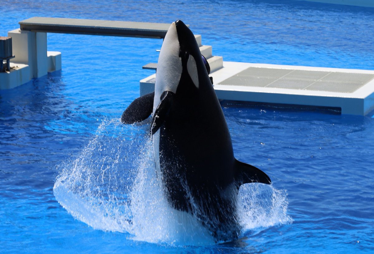 orca5558's tweet photo. 名前　逆叉 おるか
最推しはアースとリン。シャチオタク男子。カービィやゴジラ、ミリタリーとかも好き。水族館で撮影するのが趣味。お気に入りは名古屋港水族館。撮影は一眼ミラーレスを使っています。無断転載NGです。 https://t.co/uklROOFz7r