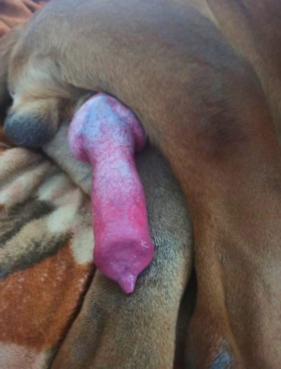 homeforhugeknot's tweet photo. Just been curious 🧐 of what the use of that extra sharp mouth edge is ...🙂 Retweet and if you know it's use,let me know in the comments ❣️.
#retweet #k9 #NSFW #curious1stwin https://t.co/sow1lqZ30E