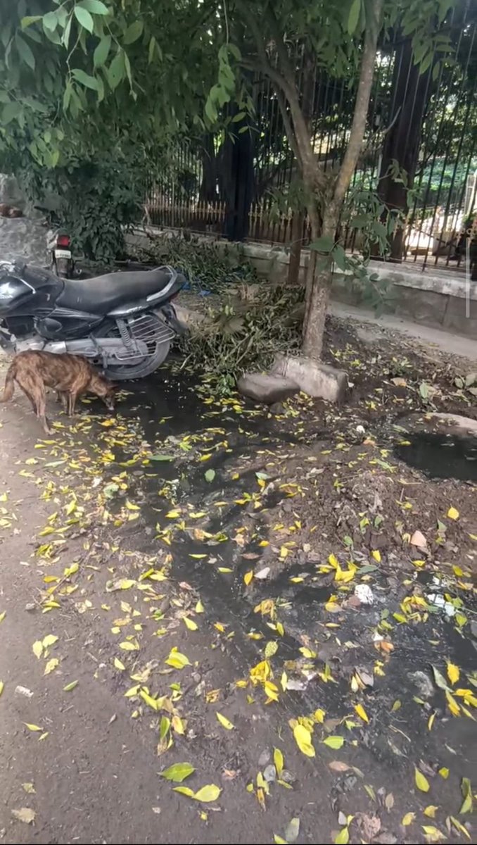ar_gvr's tweet photo. @chairmanbwssb Urgent intervention needed! Sewage has been overflowing for 10+ days near Vintage Car Park entrance, BTM 4th Stage (opposite Amul store). Water is spilled 50m both ways, causing extreme foul smell &amp; mosquito breeding right next to a kids' park. https://t.co/Hgq5qXkceY
