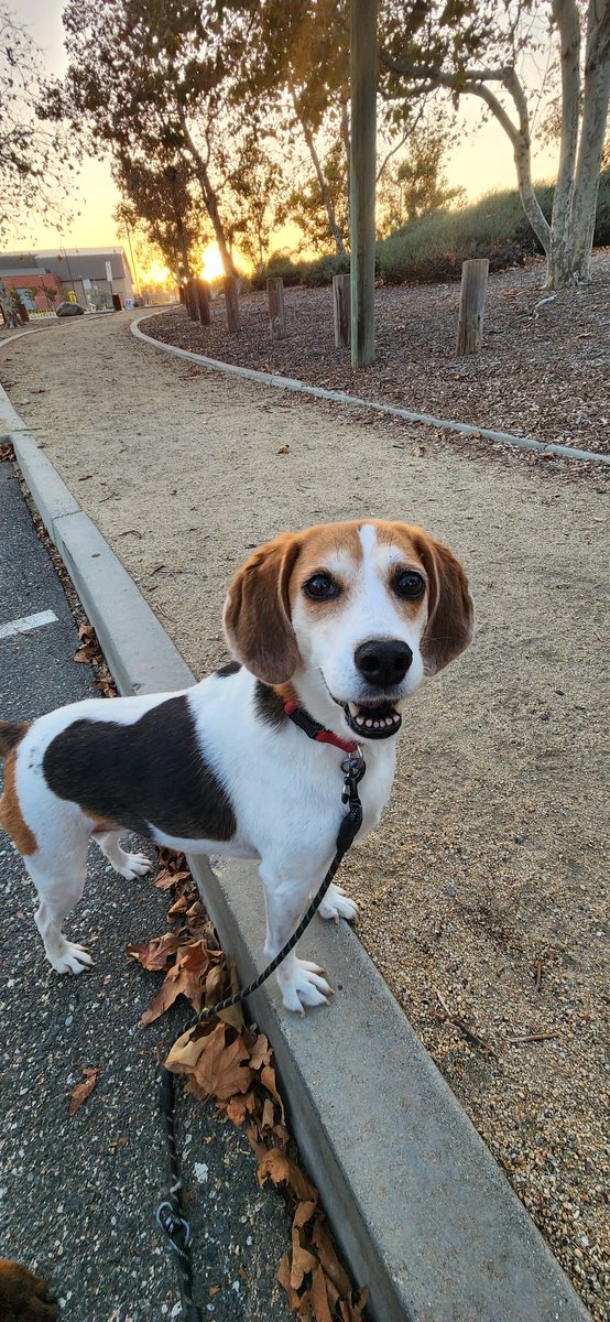 LaizShar's tweet photo. #FoxhoundPrincess She's actually smiling. πRuthie approved of her walking companions on Monday! @RescueCoop @LolaPatolla https://t.co/RBFkqIrlFe