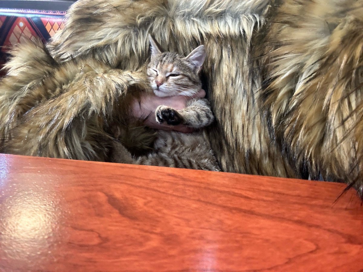Nyuumusic's tweet photo. A rainy Sunday is so much cozier with my fluffy cat curled up on my lap, purring like a tiny engine  #PetLove #CozyVibes， https://t.co/is1yjVRQn9