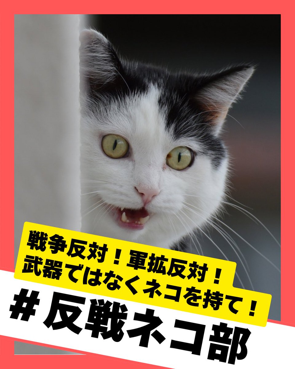 no_war_cat's tweet photo. 涼しくなってきて、かわいいネコちゃんが膝に乗ってくる季節になりましたね。

反戦ネコ部の画像です。
部員の方はご自由にお使いください。

#戦争反対
#軍拡反対
#武器ではなくネコを持て
#武器よさらば
#せーので言ってこ戦争反対 https://t.co/Z8Yh3SEwAV