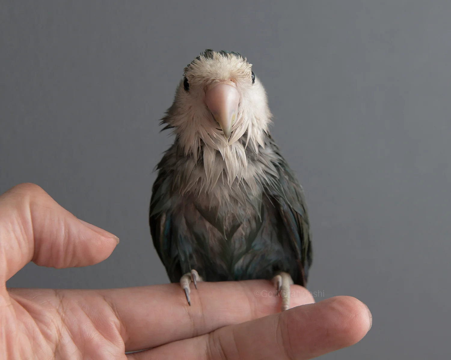 村東剛 (おと写真館) インコのらくちゃんカレンダー2027発売中