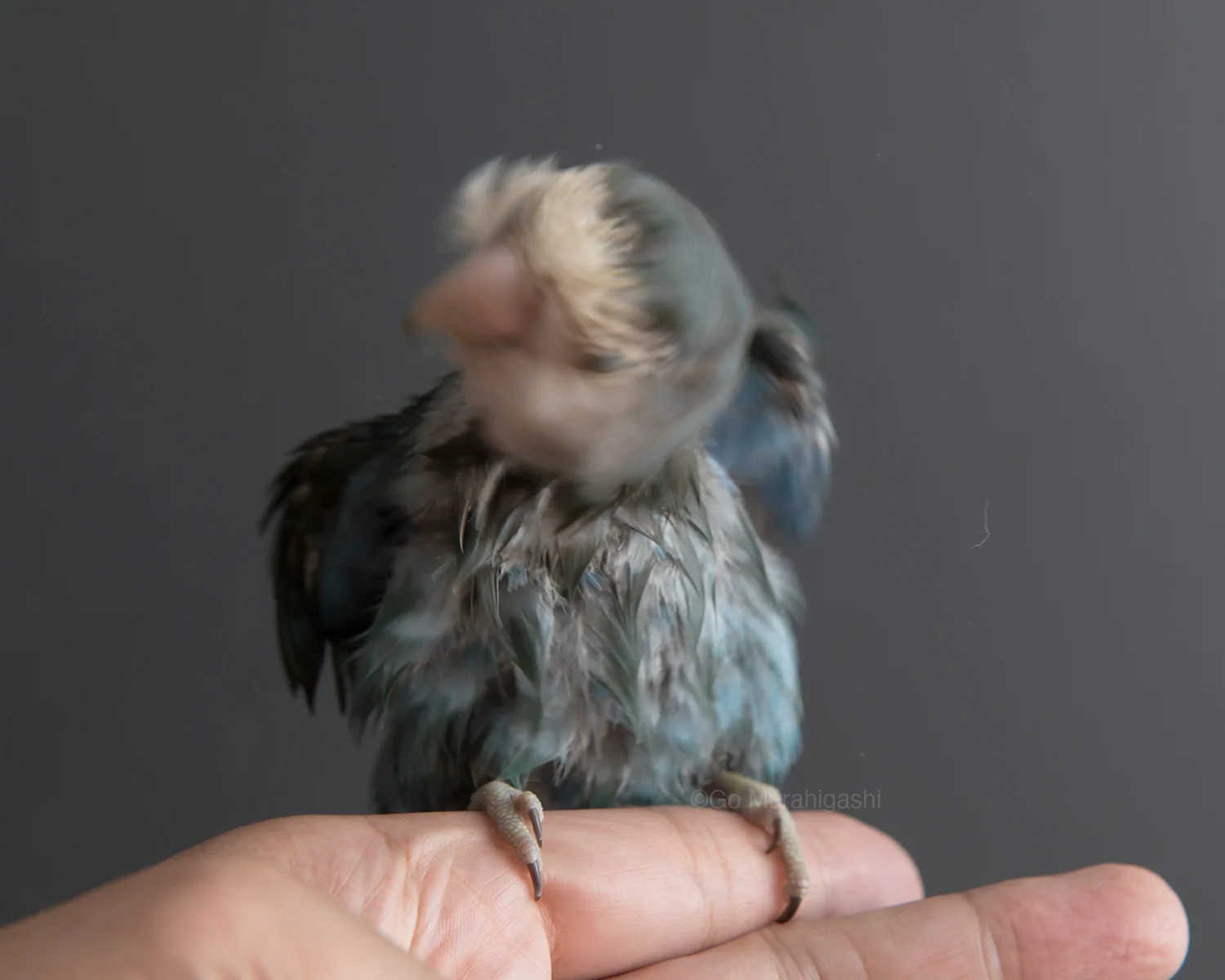 村東剛 (おと写真館) インコのらくちゃんカレンダー2027発売中