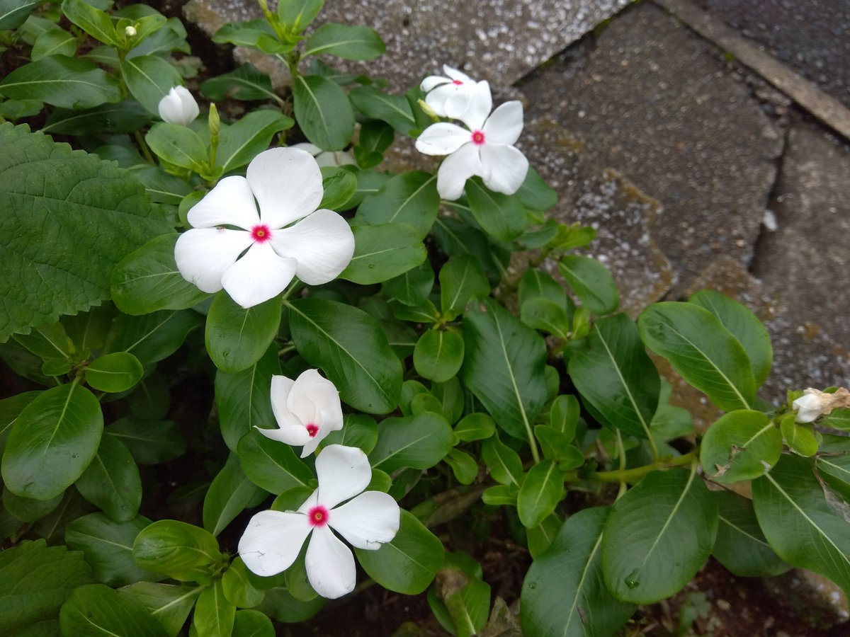 MakoVw3's tweet photo. 今日の花と空🌺☁️
#花　#空　#千葉県千葉市 https://t.co/KAKWPmCfcm