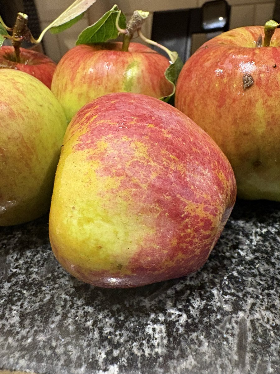 ChefsPass's tweet photo. Braeburn apples from my garden https://t.co/8hf1CbQywl