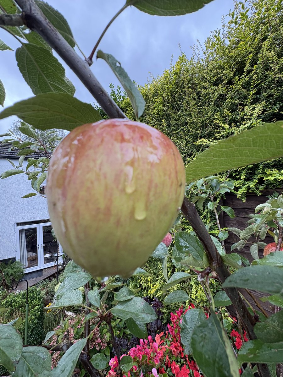 ChefsPass's tweet photo. Braeburn apples from my garden https://t.co/8hf1CbQywl