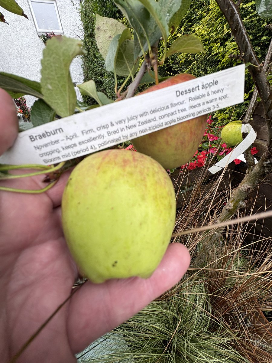 ChefsPass's tweet photo. Braeburn apples from my garden https://t.co/8hf1CbQywl