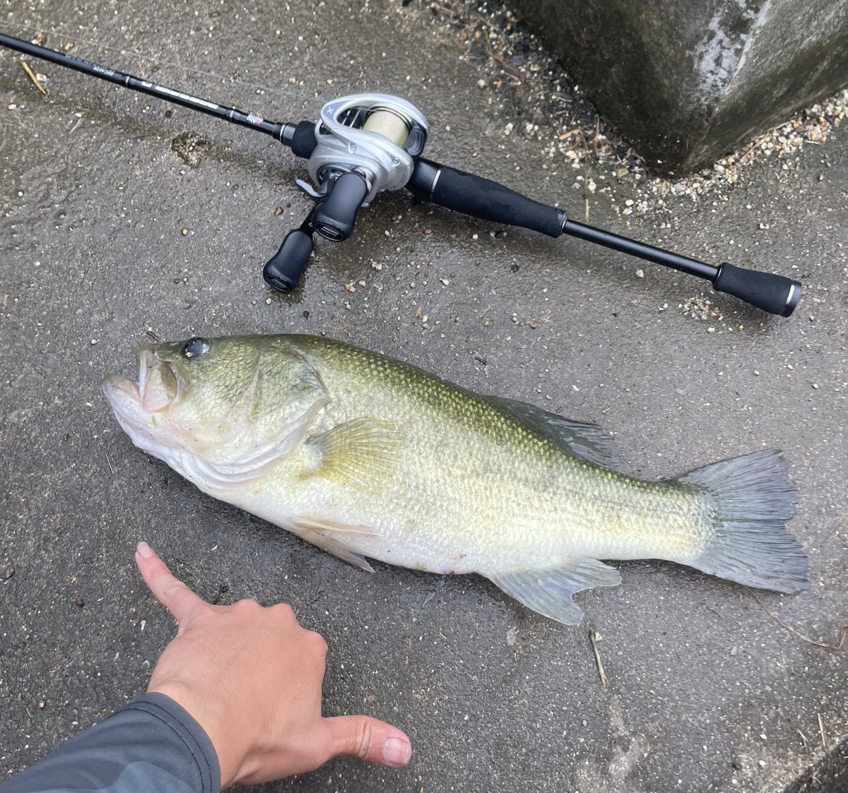 KNS_hayate's tweet photo. 振替で平日のバス釣り✨️
20ちょっとのバスちゃん、ぶりぶりのデカバスちゃん40UP久々に釣れたぁ!
VOLTIQと共にBASSFIELD入魂っ🔥
最高の休日でした😆
楽しいfightをありがとう🤙
#釣り
#バス釣り
#アブガルシア
#AbuGarcia
#VOLTIQ https://t.co/7Wa6bWWsG2