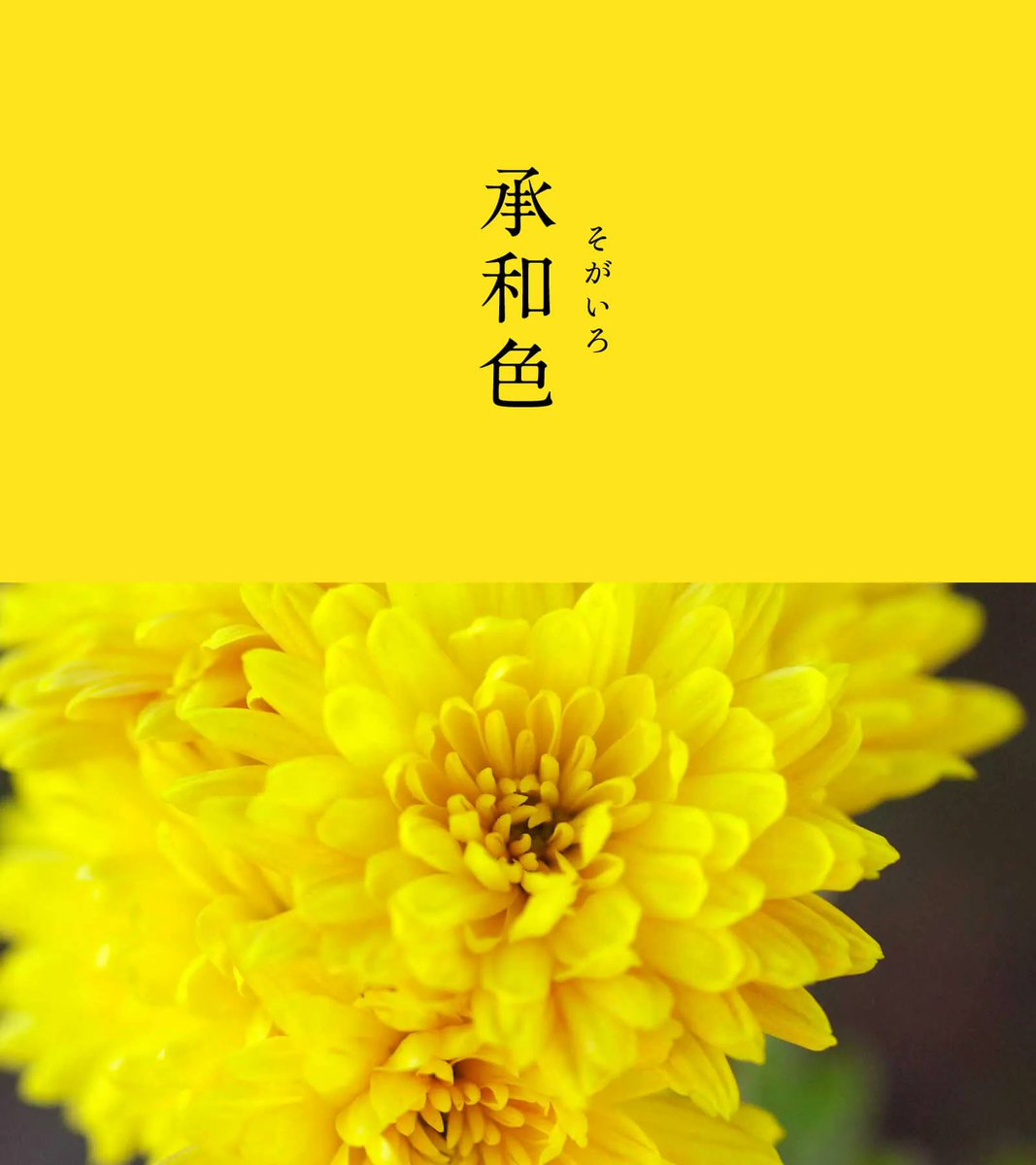 543life's tweet photo. 承和色（そがいろ）｜#にっぽんのいろ

赤みを含む優しげな黄色からは、凛とした気品が漂います。
平安時代初期の仁明（にんみょう）天皇が好んだ黄色い菊にちなんだ色で、在位した年号が「承和（じょうわ）」だったことから、この色名が生まれたとされています。

9月のにっぽんのいろは、暦生活のサイトからご覧いただけます🌖
https://t.co/8LRxQY28is