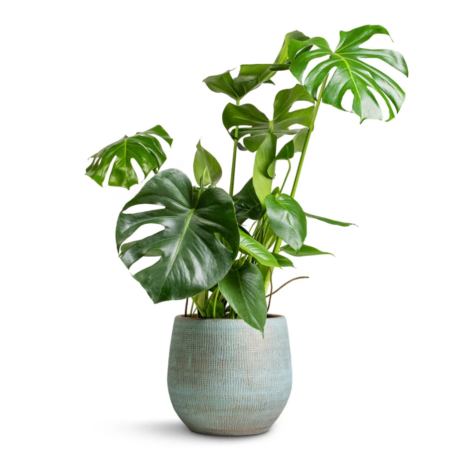 bircp936958's tweet photo. Houseplant care hack: Wipe leaves with a damp cloth weekly to boost photosynthesis and keep pests away! https://t.co/ZYetnHYZzD