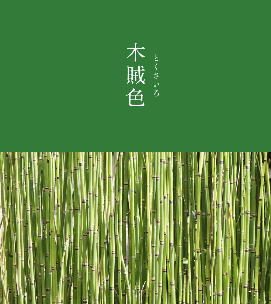 543life's tweet photo. 木賊色（とくさいろ）｜#にっぽんのいろ

地下茎から一直線に固い茎を伸ばす「木賊」のように、力強くも落ち着きを秘めた深緑色です。
その固い茎は刃物を研いだり木材を磨いたりするのに使われ「砥草」とも書きます。
武士の衣装の色によく用いられました。

9月のにっぽんのいろは、暦生活のサイトからご覧いただけます🌖
https://t.co/8LRxQY28is