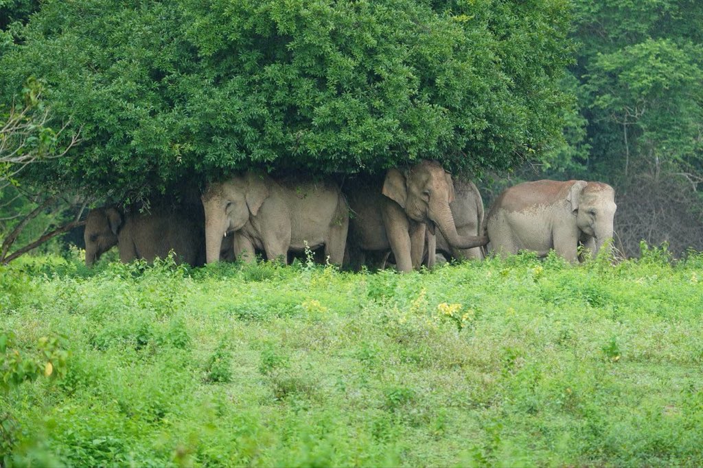 LUStVyKVKN6srFR's tweet photo. 🌧️❣️ 🐘🦣🐘🦣🐘🌳
ดูความน่ารักของข้างป่า
ฝนตกแล้ว...ก็ขอหลบฝนสักหน่อยแล้วกัน
ภาพน่ารัก ๆ ของฝูงช้างป่ากุยบุรี พากันหลบสายฝนใต้ร่มไม้ใหญ่ 🌳🥰🤗

Cr: เพจอุทยา���แห่งชาติ
กุยบุรี
#ผืนป่ามรดกโลก
#คนรักช้างป่า🐘🦣🌳 
GolfyTT ☕️ https://t.co/ACbCO5H9sb