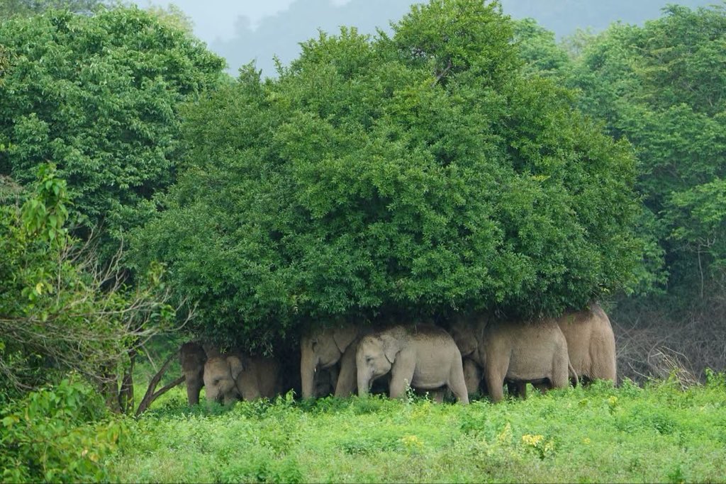 LUStVyKVKN6srFR's tweet photo. 🌧️❣️ 🐘🦣🐘🦣🐘🌳
ดูความน่ารักของข้างป่า
ฝนตกแล้ว...ก็ขอหลบฝนสักหน่อยแล้วกัน
ภาพน่ารัก ๆ ของฝูงช้างป่ากุยบุรี พากันหลบสายฝนใต้ร่มไม้ใหญ่ 🌳🥰🤗

Cr: เพจอุทยา���แห่งชาติ
กุยบุรี
#ผืนป่ามรดกโลก
#คนรักช้างป่า🐘🦣🌳 
GolfyTT ☕️ https://t.co/ACbCO5H9sb