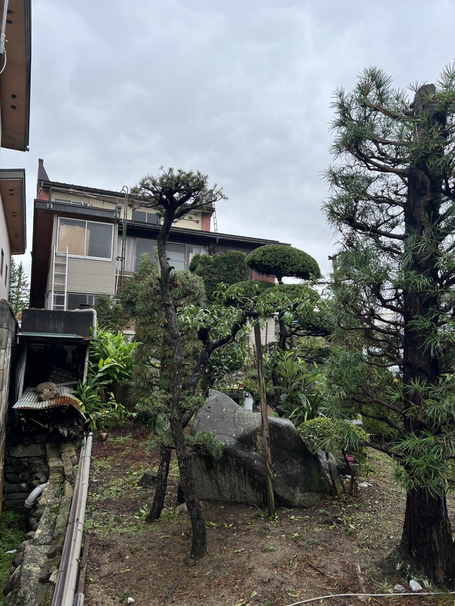SAITOZOUEN's tweet photo. 長雨・・・🌧️  カッパ着てても蚊がプンプンと🦟　蚊取り線香を腰につけても寄ってきます😑　虫除けスプレーでも駄目・・・
そんな毎日ですが今日も一日お疲れ様でした😉
#ゴヨウマツ剪定
#花桃剪定 https://t.co/q5UNn4uk3M
