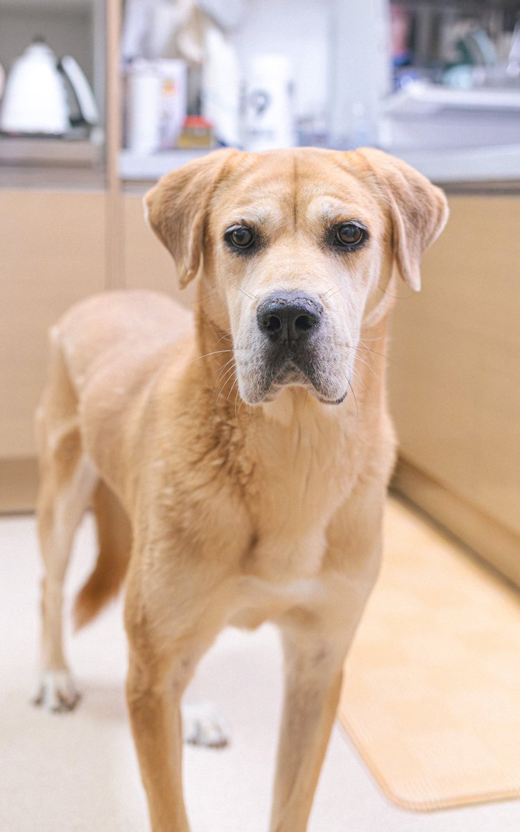 Dalgom_old_dog's tweet photo. 후후 트칭구가 놀러와서 체리살구 고화질짤 찍어줬다! 감사감사합니다 @wait4miseunojjs
새삼 표정부터가 너무 성격 다르다 ㅋㅋㅋ https://t.co/xeq4ce3xik