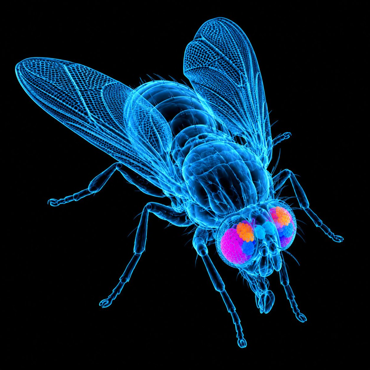 Arcflybrain's tweet photo. Soon, when Arc Mainnet goes live, you’ll be able to deposit USDC and choose a fly to trade Bitcoin for you.

It sounds crazy, but it’s coming and it’s happening only on Arc. https://t.co/0cSz1aEnmp