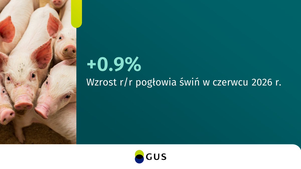 GUS_STAT's tweet photo. 🐖 9,2 mln liczyło pogłowie świń w Polsce na początku czerwca br.
▪️największą część stada stanowiły tuczniki – 44,2%. 
▪️prawie co czwarta świnia była hodowana w województwie wielkopolskim.

🔗 https://t.co/czznduJOsr

#GUS #Rolnictwo #PogłowieŚwiń https://t.co/RJ8veEi3QJ