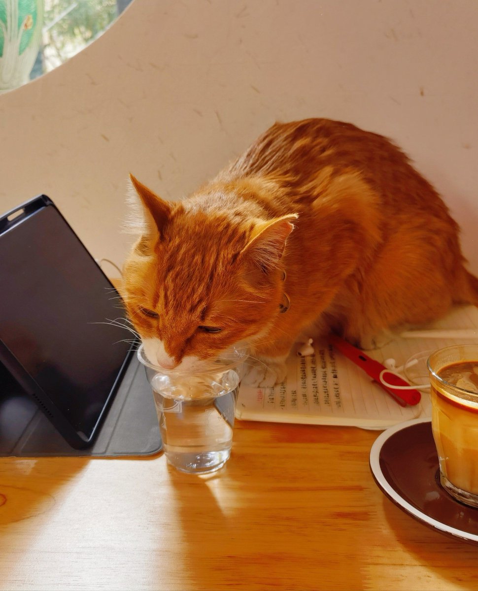 RosemarieGaedq's tweet photo. Just spent 10 mins laughing at my cat knocking over a mug—small wins make big days ， https://t.co/NHNyiu2X21