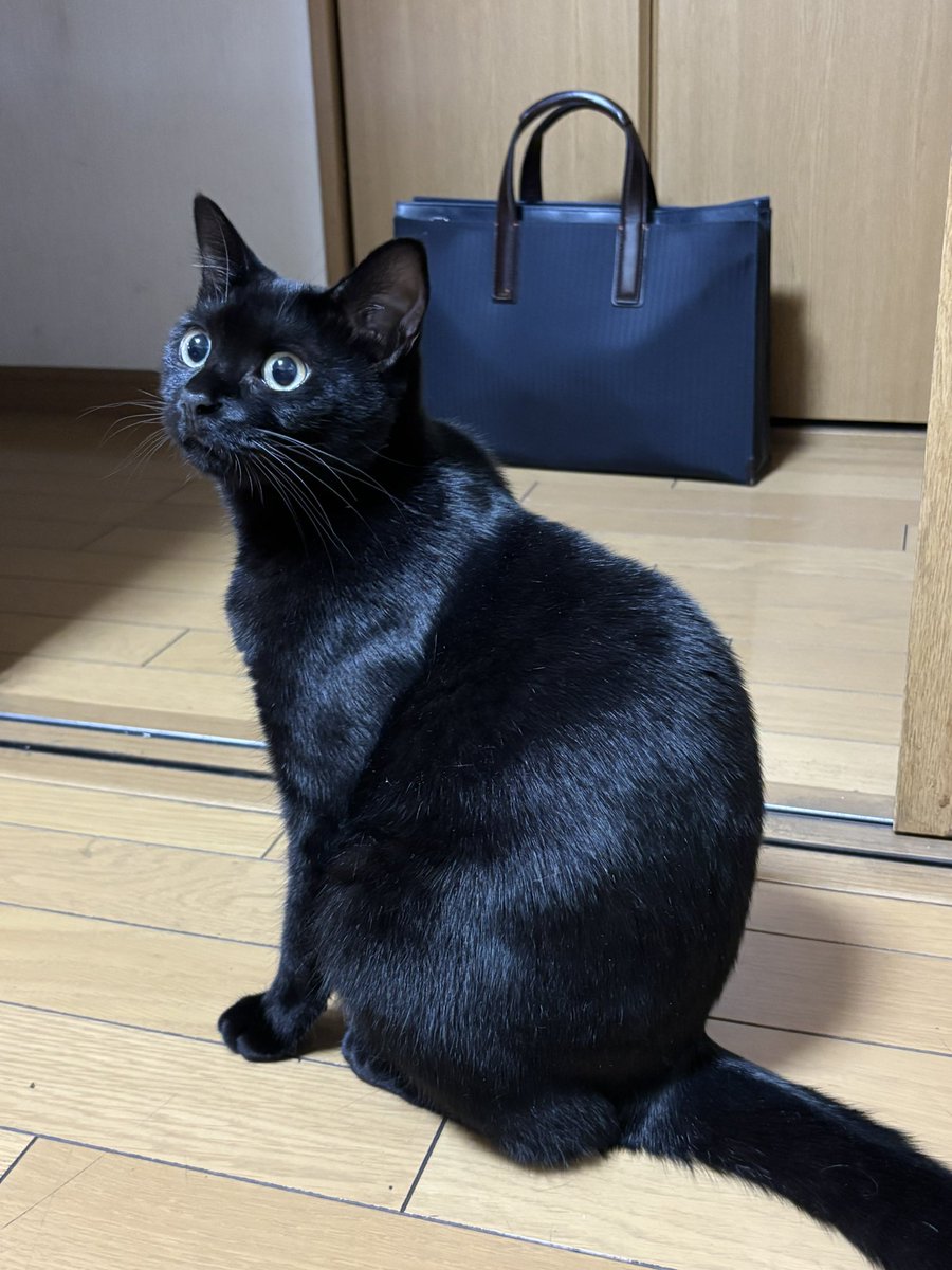 Sl9rJ's tweet photo. 保護して一年も経たないうちに、こんなに変わりました🐈‍⬛ https://t.co/muyClUnLor