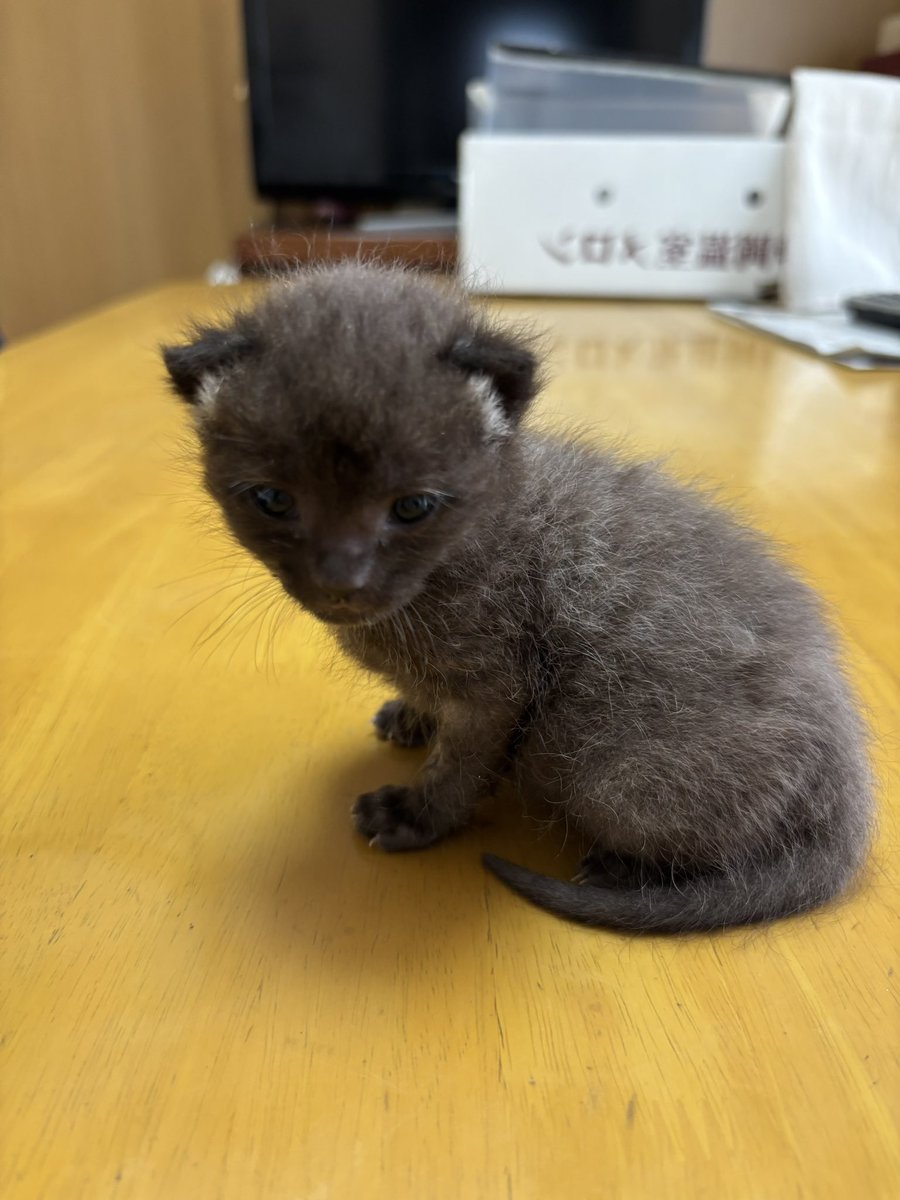 Sl9rJ's tweet photo. 保護して一年も経たないうちに、こんなに変わりました🐈‍⬛ https://t.co/muyClUnLor