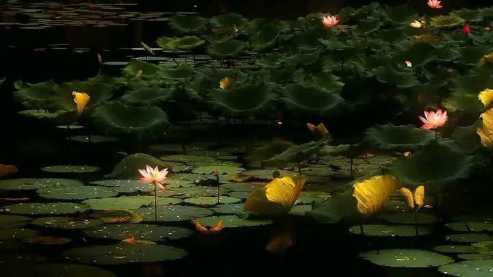 sairakzs's tweet photo. Bloom and glow, with no limits. 🪷💗 https://t.co/03YLcjDazj