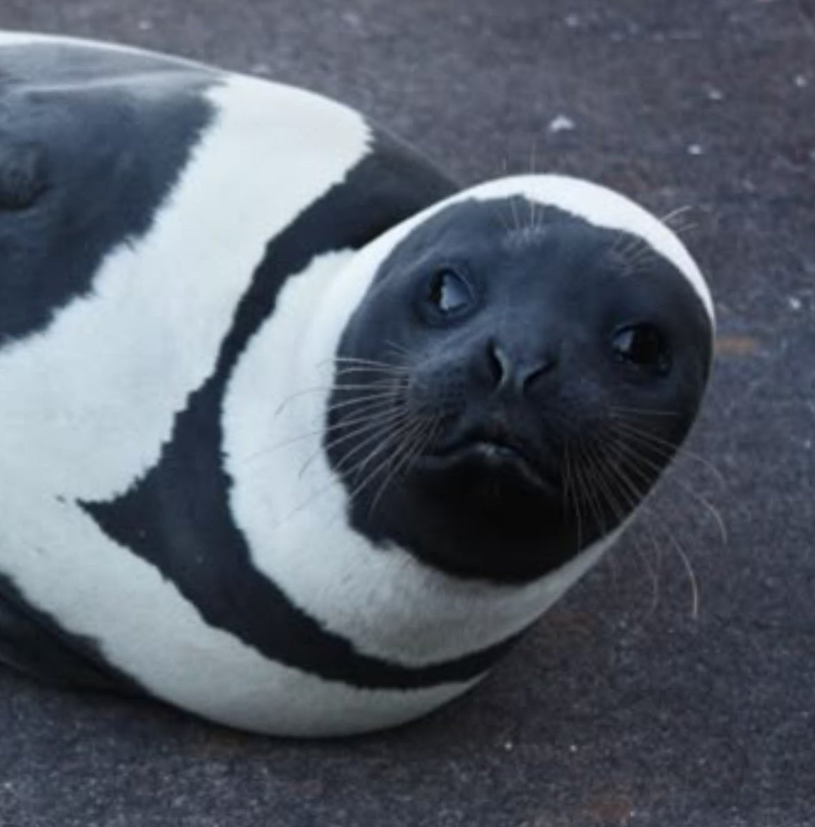 _sualover's tweet photo. ᭥    seal sua ; she reminds me of a ribbon seal  ♡ https://t.co/z0VV8FanE1